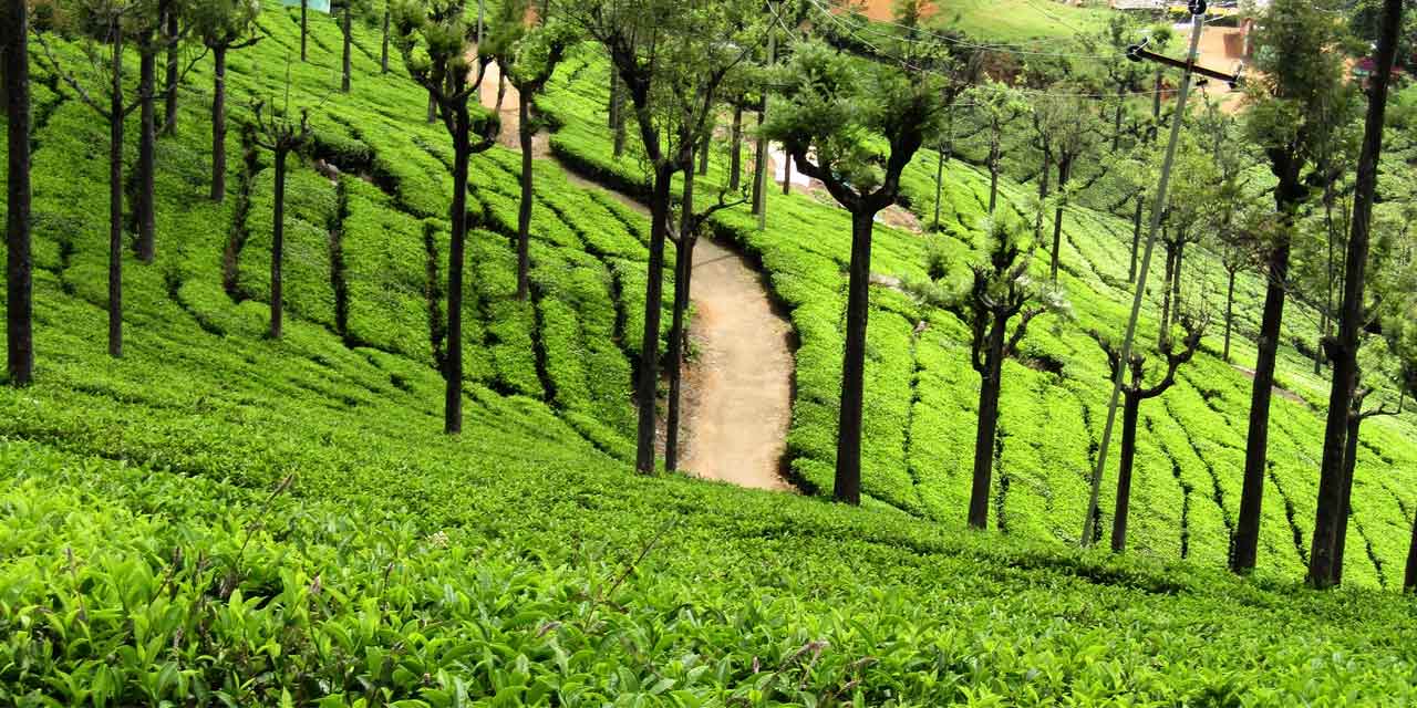 http://www.prasannaholidays.com/wp-content/uploads/2022/03/ooty-tea-estate-view-point-tourism-entry-fee-timings-holidays-reviews-header.jpg